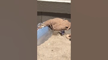 Headless Rattlesnake attacks!