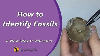 How to Identify Fossils | A New Way to Museum