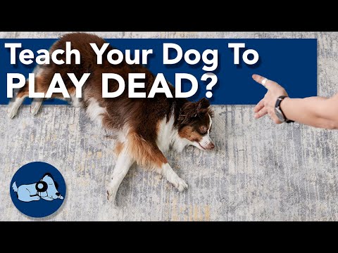 How To Teach A Dog To Play Dead - Teach Your Dog to Play Dead!