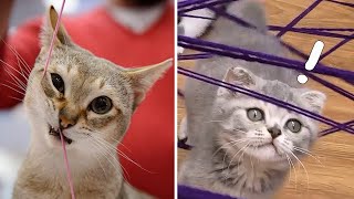 Cat Logic: Stealing | Kittens Play With  String Challenge | Top Funny Cat Video by Kittens Meowing 16,712 views 3 years ago 1 minute, 52 seconds
