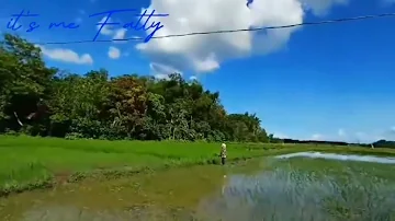 BEAUTIFUL NATURE WITH RELAXING MUSIC | RICE FIELDS | it's me Fatty