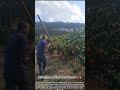 Oranges Wasted: City Can't Buy, Farm Can't Sell! 🍊😭