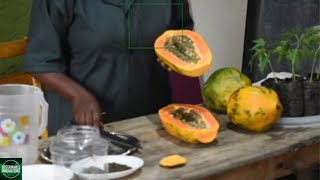 secrets of successful papaya farming (seed selection)