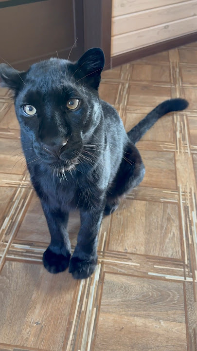 Download lagu Panther demands a treat like an ordinary cat 😸❤️