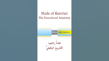 The Node of Ranvier.. The  Functional Anatomy