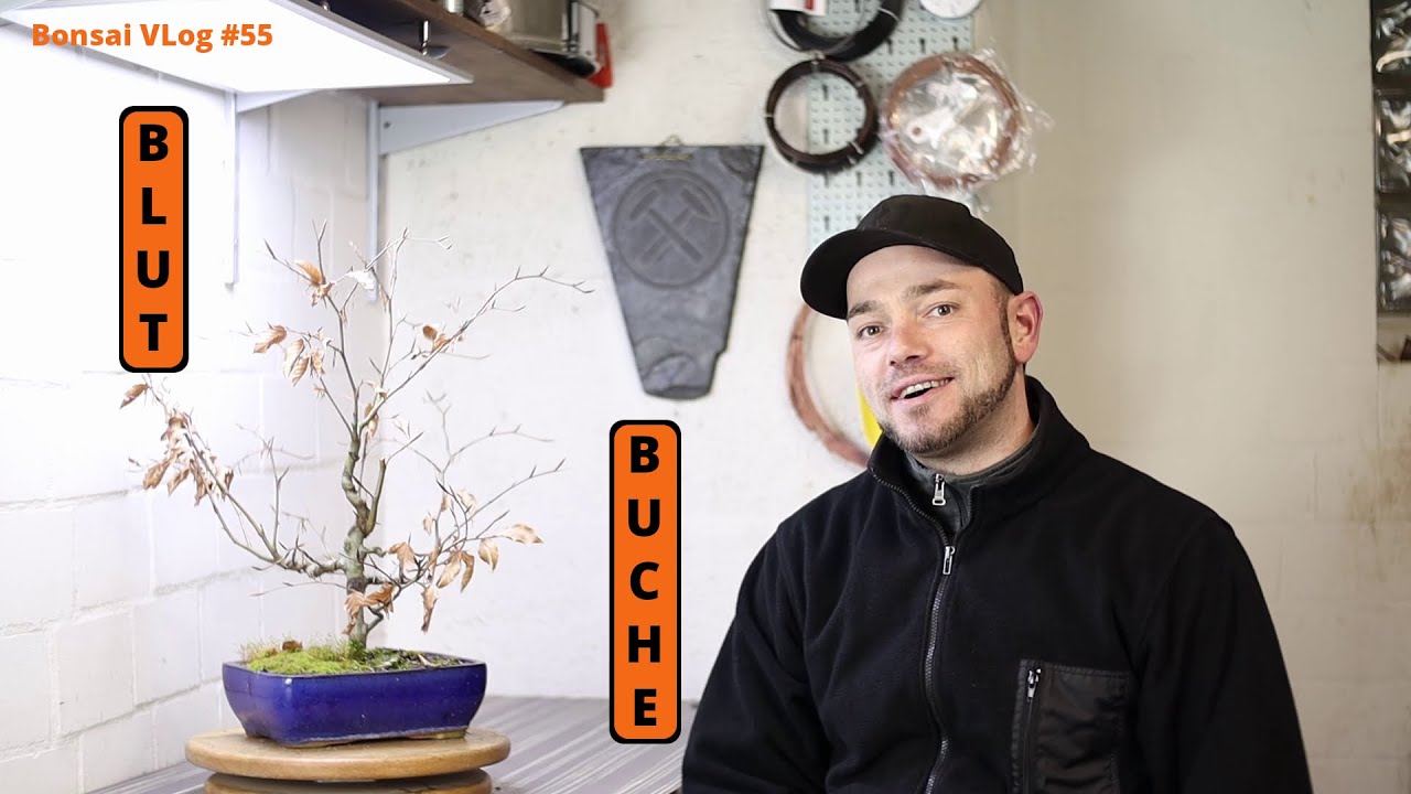 Ein Baum in einer Schale - Neustart an der Blut Buche (Fagus sylvatica  "Purpurea") | Bonsai Vlog #55