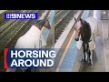 CCTV captures moment horse trots down Sydney train station platform | 9 News Australia