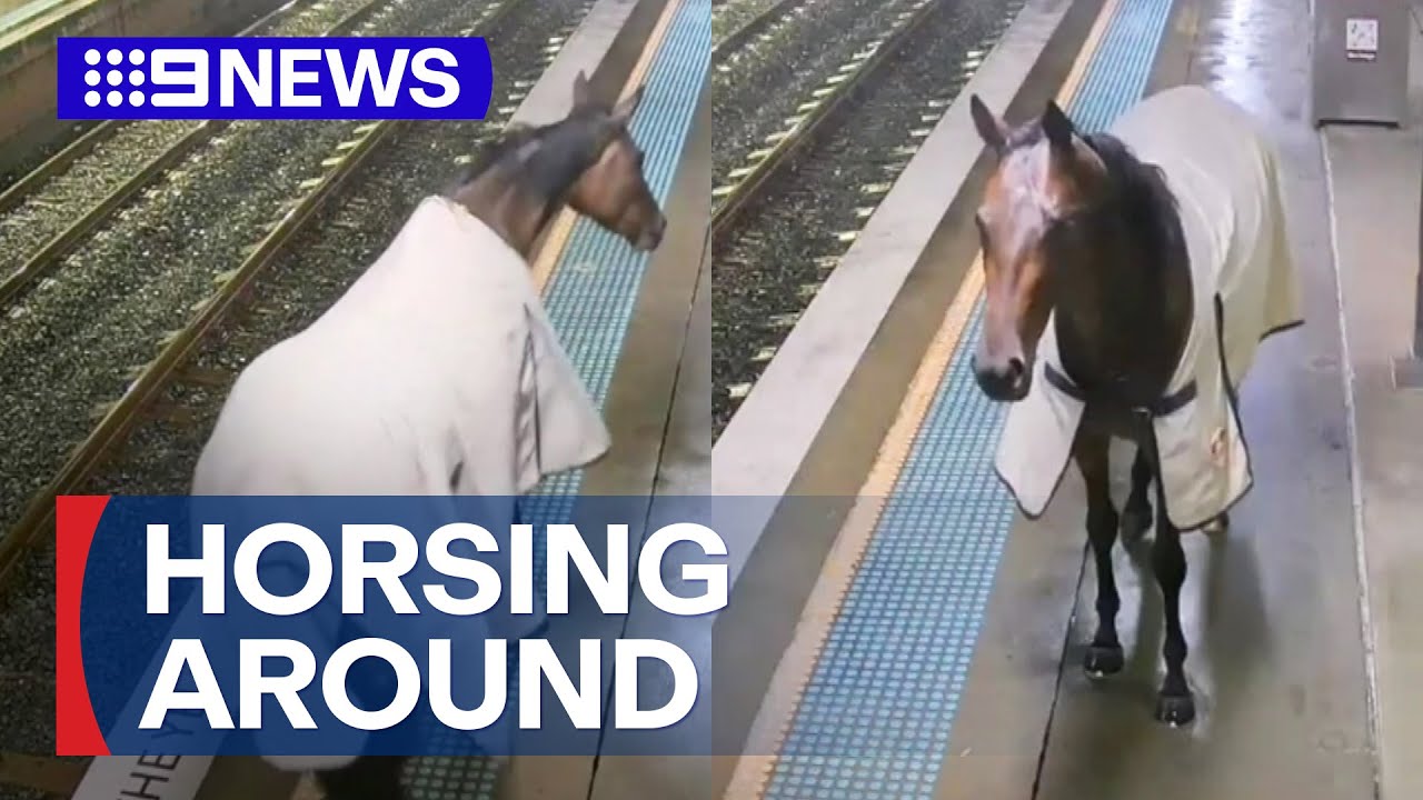 CCTV captures moment horse trots down Sydney train station platform | 9 News Australia