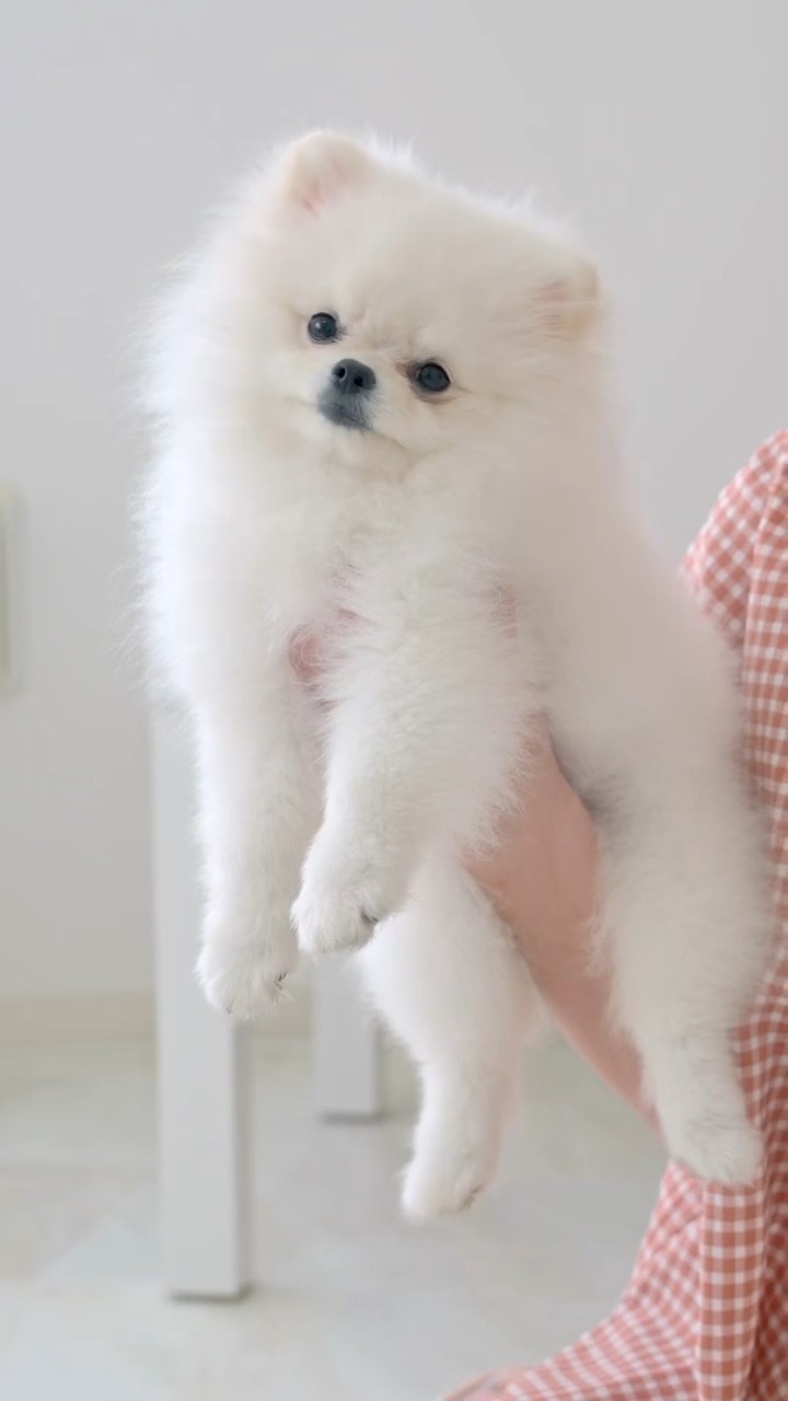 Two Pomeranias with round cuts. ポメラニアンまんまるカット2選