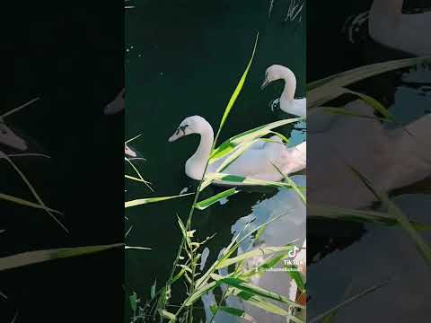 فريد الاطرش يا أحلا شي بلكون