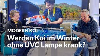 Can you turn off the UVC lamp in winter? | Modern Koi Blog #7094