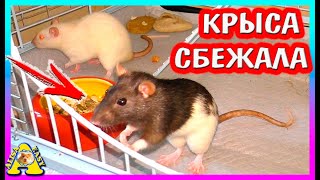 Уборка у Крыс / Чем мы Кормим своих Крыс / Крыса Лариса Сбежала / Alisa Easy Pets