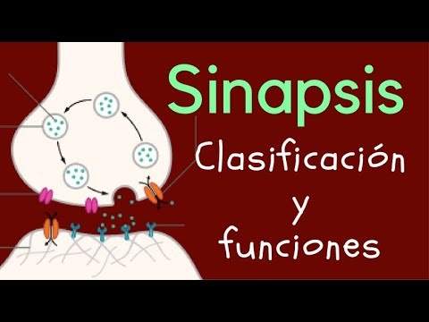 SINAPSIS: Clasificación y funciones