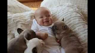 Pit Bull Dog Best Photo Collection Pit Bull Dog Best Photo Collection