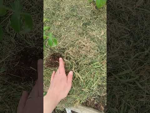 скошенная трава -