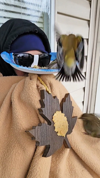 Pine Siskin vs. American Goldfinch. Who will win? #shorts #birds #birdfeeder #funny