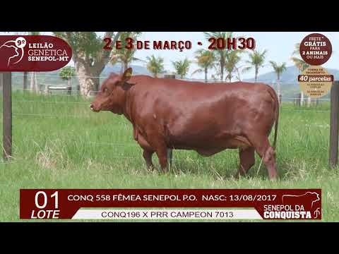 LOTE 01 CONQ 558