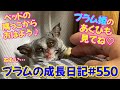 Bushbaby Plum's Growth Diary ショウガラゴ プラムの成長日記 #550