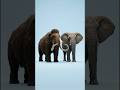 Mammoth + Giants… What Happens? | Arcane Mutation