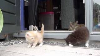 Kittens in the garden by Amatameno 512 views 13 years ago 2 minutes, 46 seconds