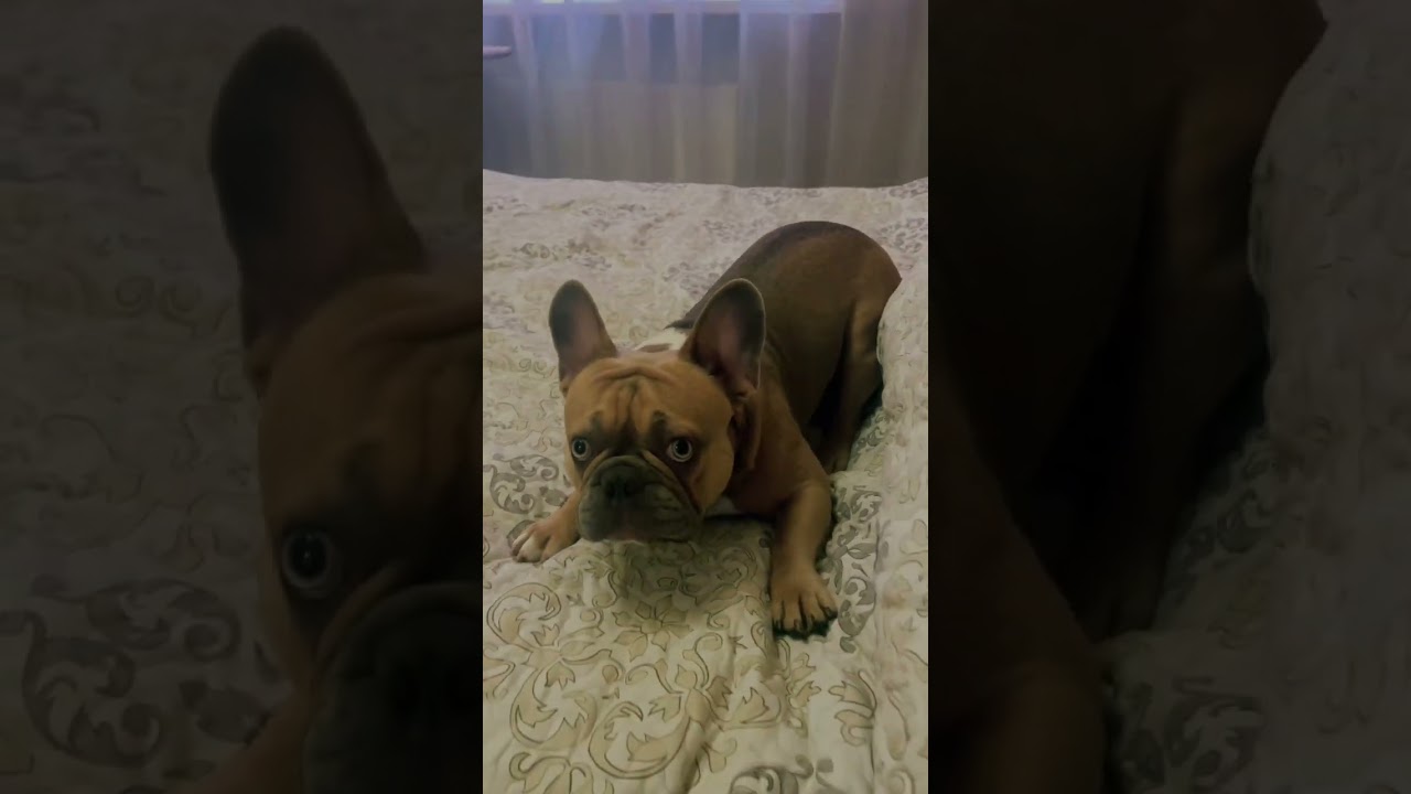 #bulldogfrances #frenchbulldog #tandemmtb #bulldog #frenchie #frenchbulldoglife #pets #poki #puppy