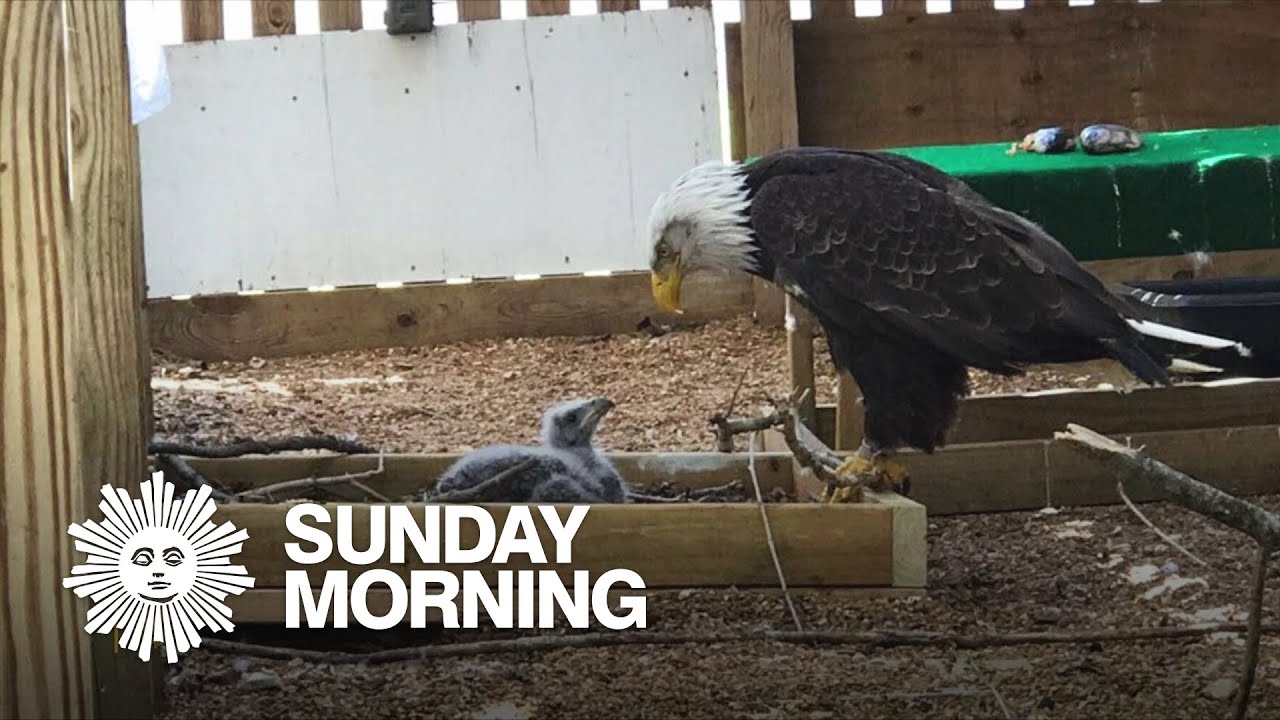 Murphy the eagle steps in as stepdad