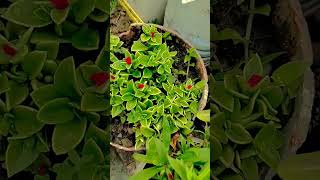 famous indian gardener #viral #youtube #shot