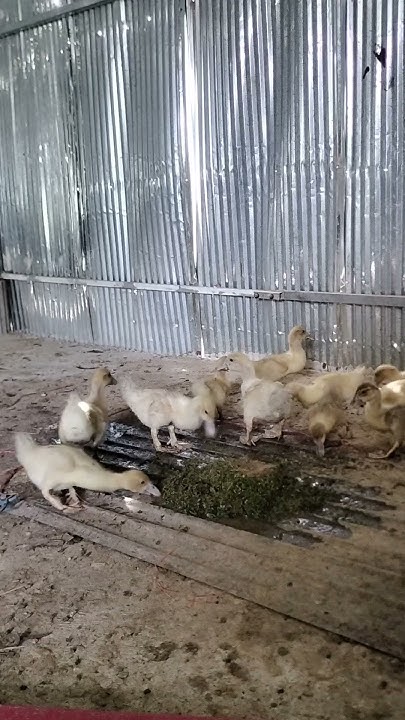 what-do-chicken-eat-chicken-chickenfeeding-babyanimals-ayam