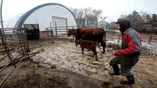 More Calves, ReWeigh Monster Heifer Calf