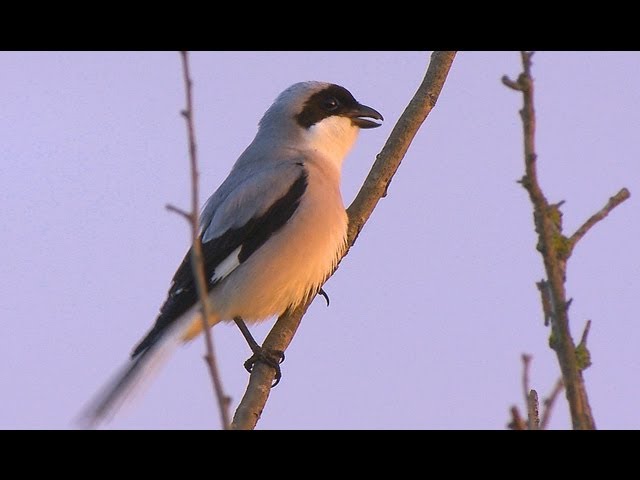 Семіз сұлулармен порно