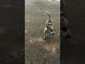 கையில் சுத்தமா காசு இல்லை😇😇😇#comedy #funny #dog #subscribe #likeandshare #pet #shorts#funnyanimal