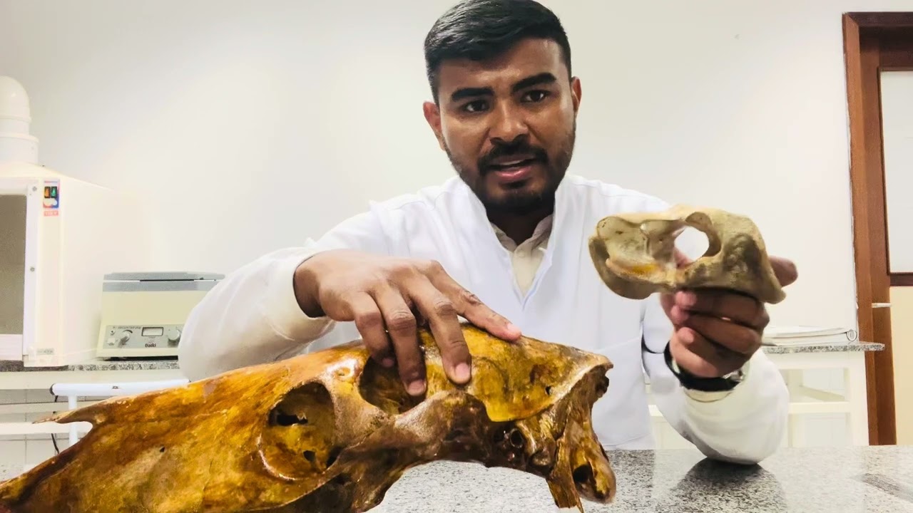 Osteologia Veterinária - Atlas