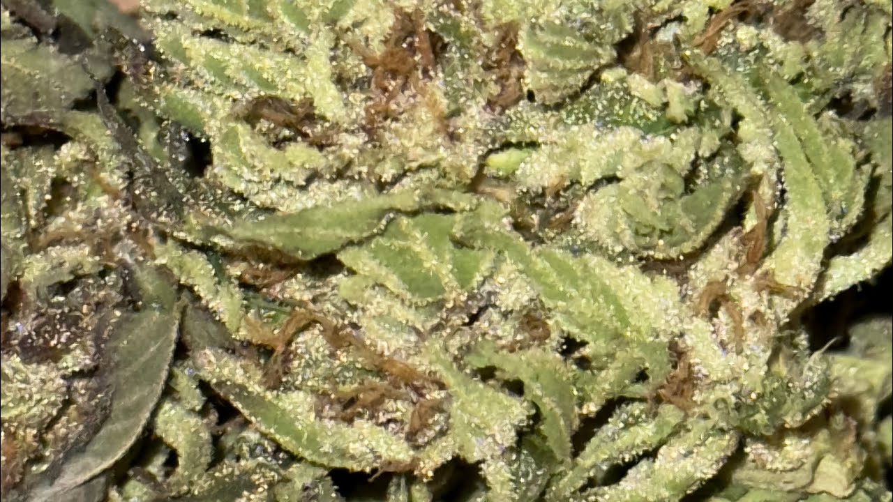 One Plant One Season. BC ￼sweet tooth. 2023 harvest ￼￼