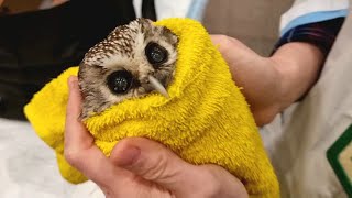 Boreal Owl Chuchundriy at the vet for examination. We look at the owl on the X-ray