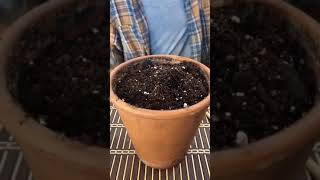 #Shorts Plants Growing Hacks 5 Minute Crafts Resimi