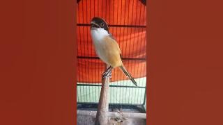 Cendet Gacor isian Prenjak Suara Jernih