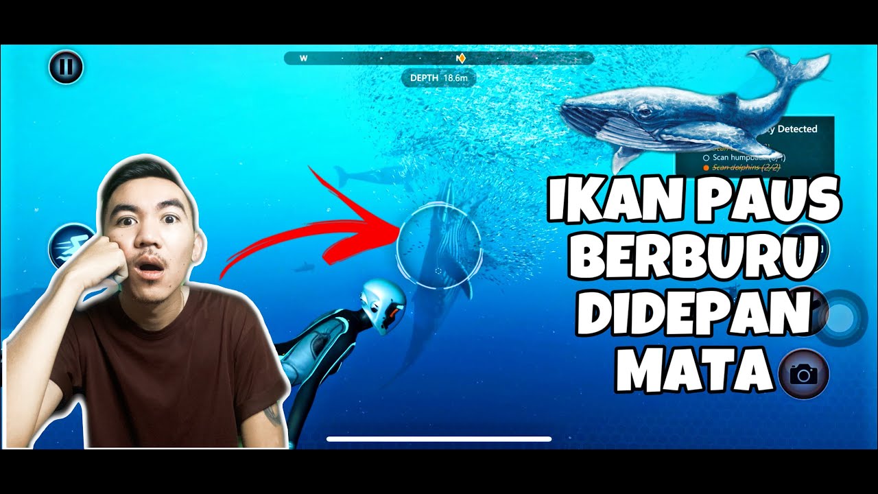 Ikan Paus Berburu Makanan | Baru Tau | BEYOND BLUE | Part 2