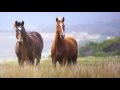 Kleinmond's wild horses