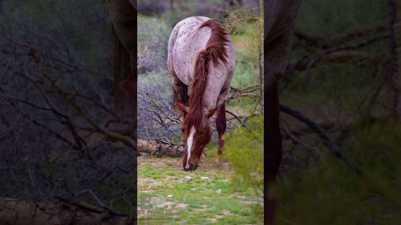 Top 4 Favourite animals/pets of prophet Muhammad saw❤️//