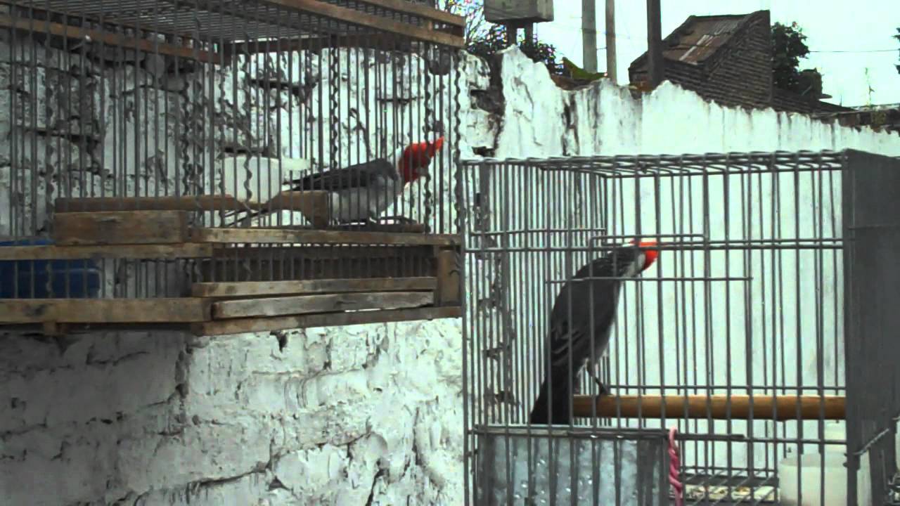 cardenal rojo lo mejor