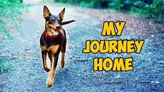 Abbey’s Last Stop in Texas, Her Journey to a Forever Home