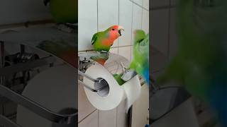 Halli Galli mit Pedro und Bella 🤣