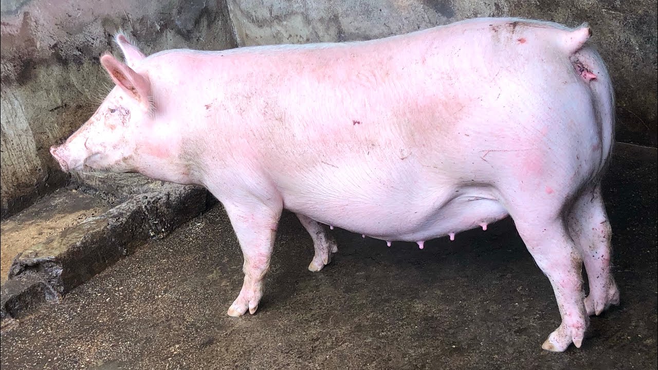 TN70: The Best Pig Breed You Must Have At Your Farm - YouTube