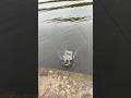 Отличный ОКУНЬ на фидер🤩#фидер #рыбалка #окунь #fishing #shorts #река #youtube #улов #москварека