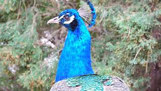 pavo real (pavo cristatus) macho y hembra