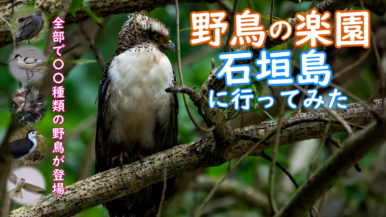182.石垣島で野鳥撮影！南の島は野鳥の楽園！