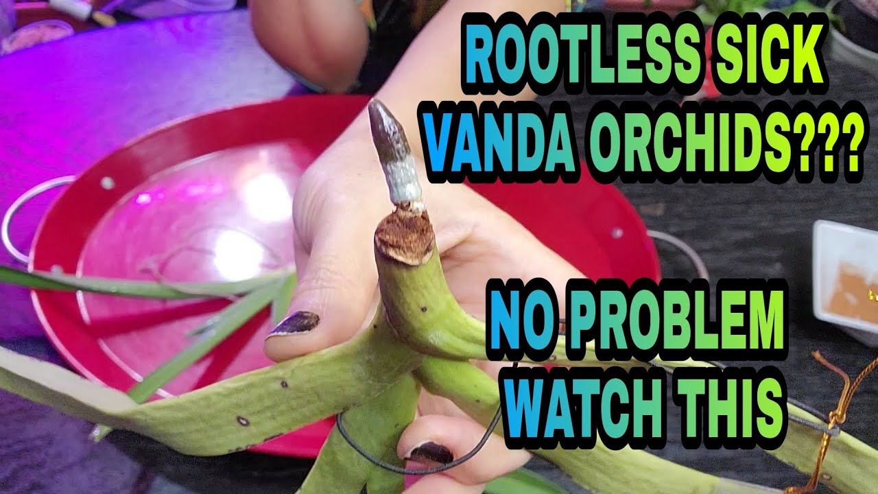 HOW I SAVE ROOTLESS INFECTED VANDA ORCHIDS SUCCESSFUL RESULT