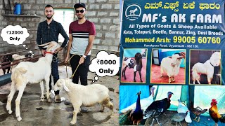 AK Goats Farm Bangalore Karnataka - First Time In Bangalore Palai Goat Farm visit