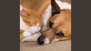 Relaxing Rhythms for Happy Pets