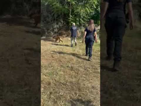 Ειδική αστυνομική επιχείρηση με -14- συλλήψεις πραγματοποιήθηκε χθες το πρωί σε οικισμό των Αχαρνών
